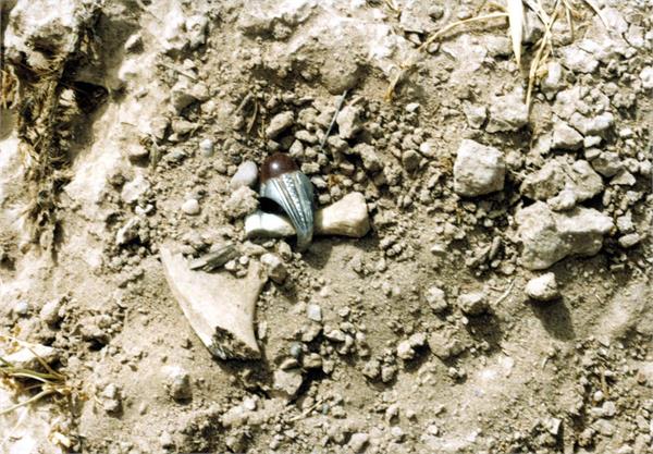 پیکرهای مطهر