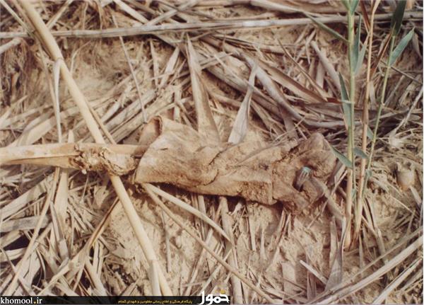 پیکرهای مطهر