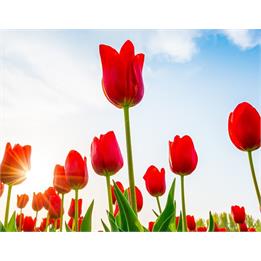 پیکر مطهر سرباز شهید "محمدباقر حسینی مارانی" پس از 35 سال کشف شد