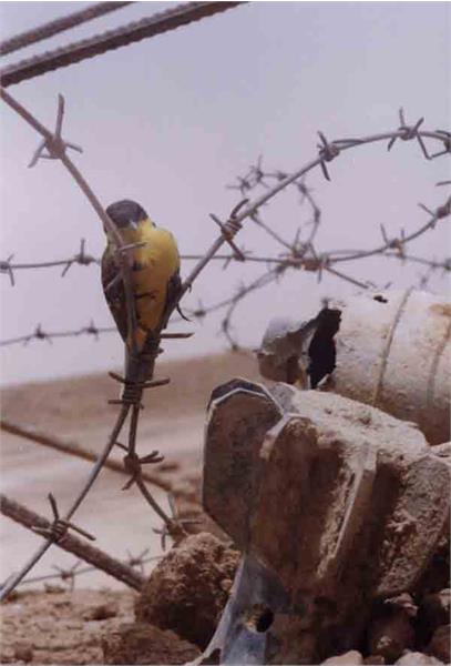 آثار باقیمانده