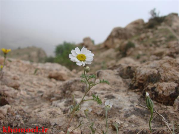 تشییع و خاکسپاری شهدای گمنام در ارتفاعات بازی دراز