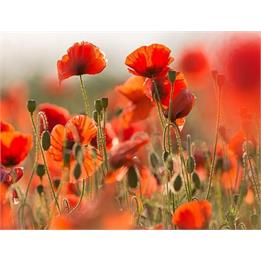 یکی از شهدای مفقودالاثر گناوه شناسایی شد