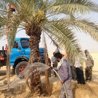 ایجاد نخلستان برای تدفین شهدای گمنام وراوی+ 2